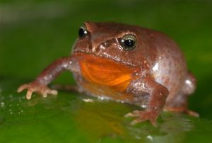 Coloración anaranjada en la garganta de las hembras de la especia Bryophryne hanssaueri, hallada en el Manu. Foto: Alessandro Catenazzi. 