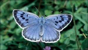 La mariposa azul entró en peligro de extinción cuando desaparecieron las homigas de las que se alimenta.