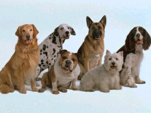 foto-razas-perros1