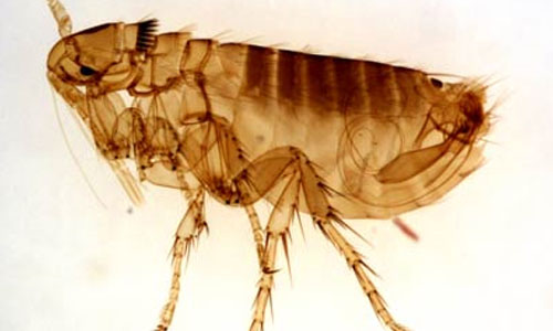 El control de pulgas está cambiando ¿Usted también?