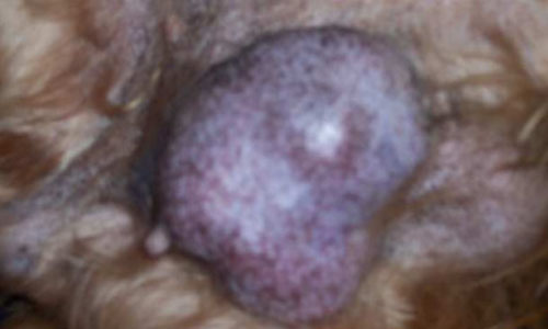 Recomendaciones actuales para los tumores de las glándulas mamarias en los perros