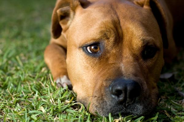 Se descubre gen que causa la enfermedad neurodegenerativa canina