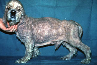 Charla: Hipotiroidismo Canino