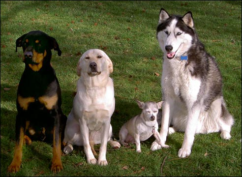 Regiones genéticas de los perros tienen implicaciones para la salud humana.