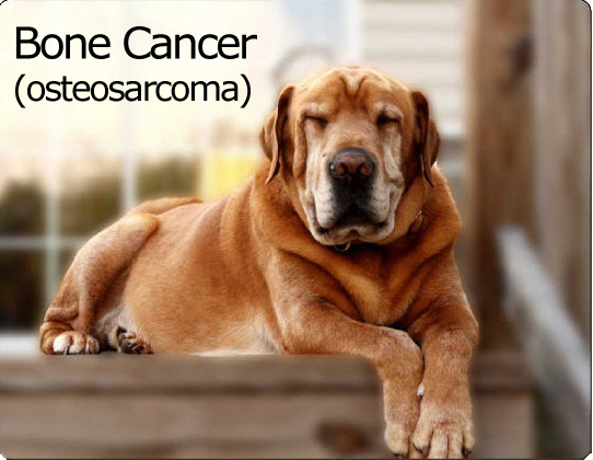 Perros ayudan a investigadores a mejorar su comprensión sobre el cáncer de hueso