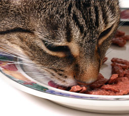 Comprendiendo los factores que influyen en los comportamientos de alimentación de los gatos domésticos