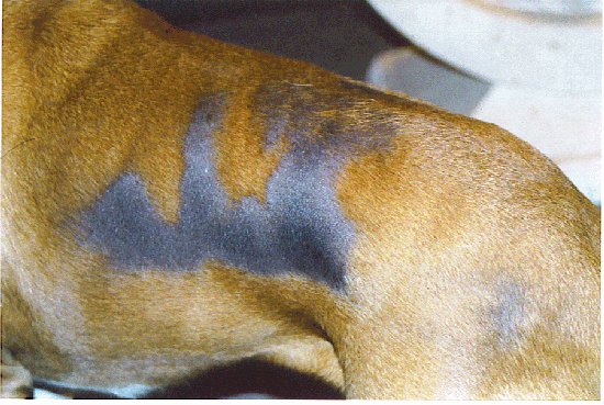 ¿Existe alguna prueba sencilla para detectar el hipoadrenocorticismo canino?