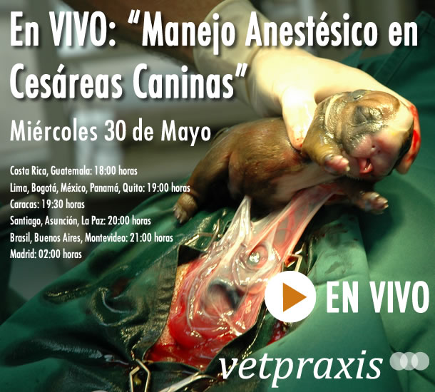 En VIVO: "Manejo Anestésico en Cesáreas Caninas"