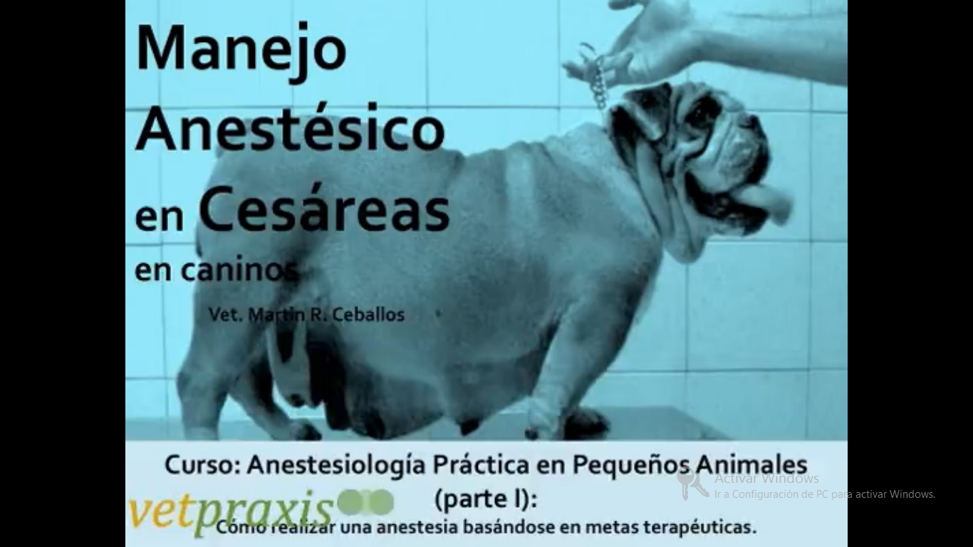 Video "Manejo Anestésico en Cesáreas Caninas"