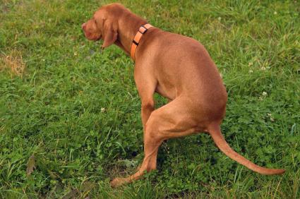 Los perros se alinean con el campo magnético de la tierra para defecar.