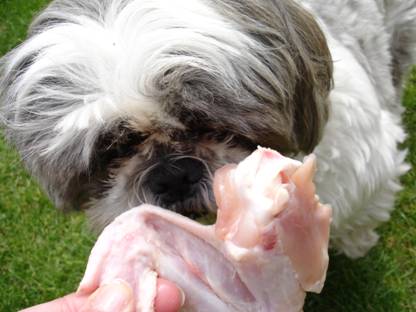 Riesgos superan los beneficios de dietas basadas con carne cruda para mascotas