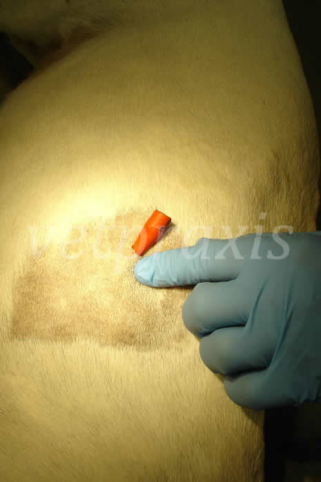 19- cerrar piel sobre el tubo preparar sutura