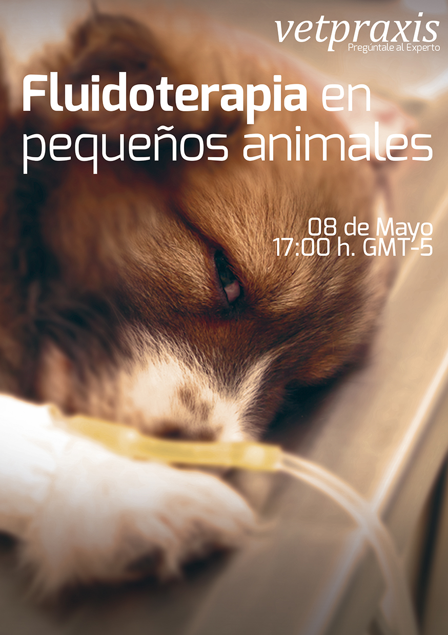 Pregúntale al Experto: Fluidoterapia en pequeños animales