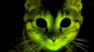 Modifican genes de gatos para hacerlos inmunes al Sida Felino