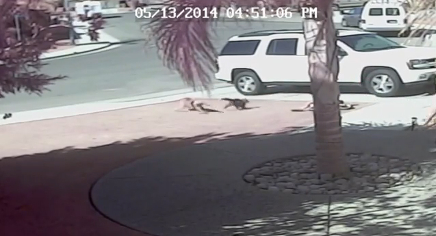 Un gato salva a niño del ataque de un perro (VIDEO)