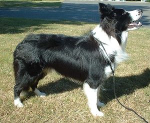 Border_Collie_600