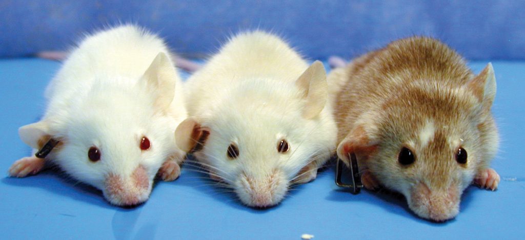 La investigación en ratones ha demostrado que la terapia con antibióticos interrumpe el desarrollo temprano de la microbiota, conduciendo a un aumento de la masa grasa. Mientras más temprano se inicie esta práctica en la vida del animal, más profundo es el efecto.