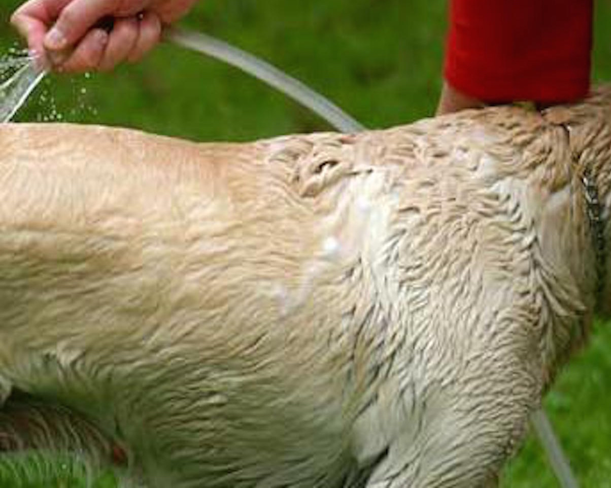 En caso de mojar al animal para enfriarlo, es preferible hacerlo sobre todo el cuerpo y no sólo en las zonas como patas o axilas, y es preferible usar agua templada que agua muy fría. 