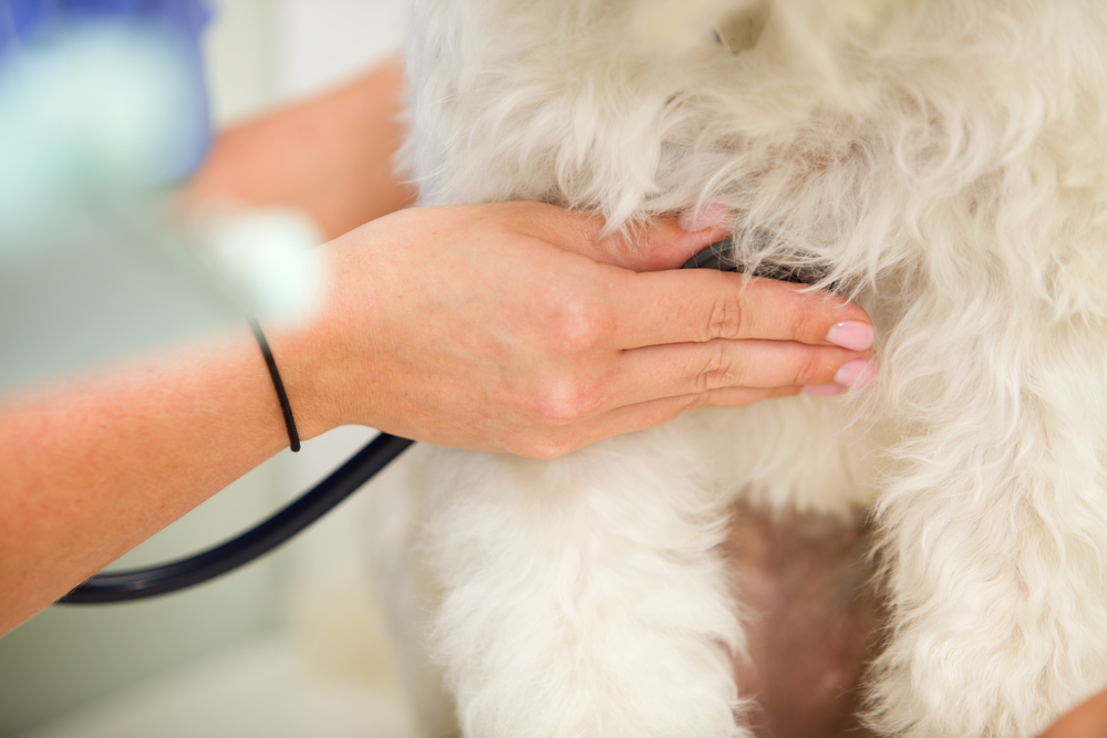 Test de autoaprendizaje: Electrocardiografía en perros y gatos