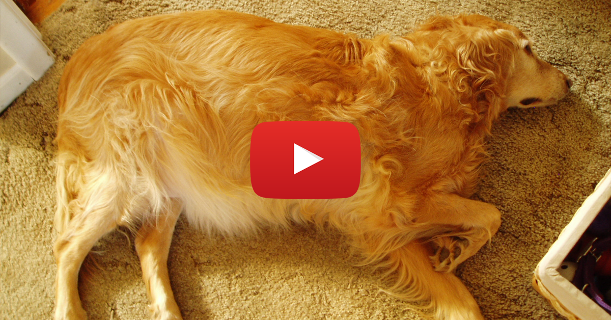 VIDEO: Manejo de Linfomas en perros y gatos