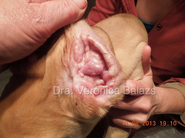 Reto Veterinario: Dermatológico