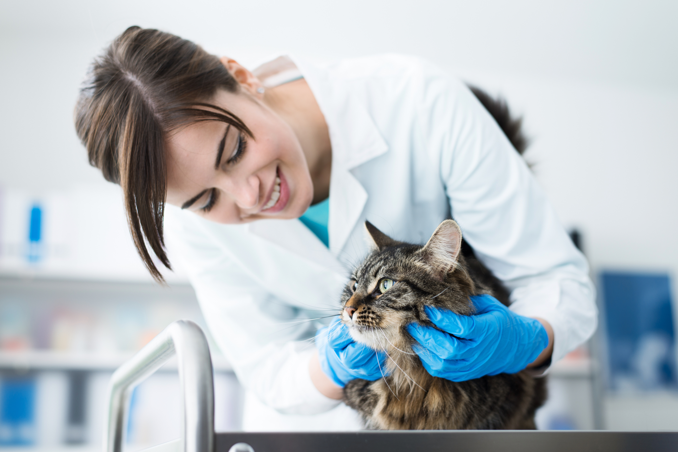 Reto veterinario: Toxicología – Gato doméstico