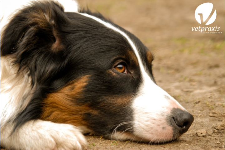 Reto Veterinario: Border Collie con letargo y baja de apetito