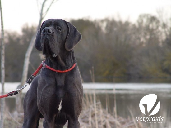 Reto Veterinario: Sonido cardíaco