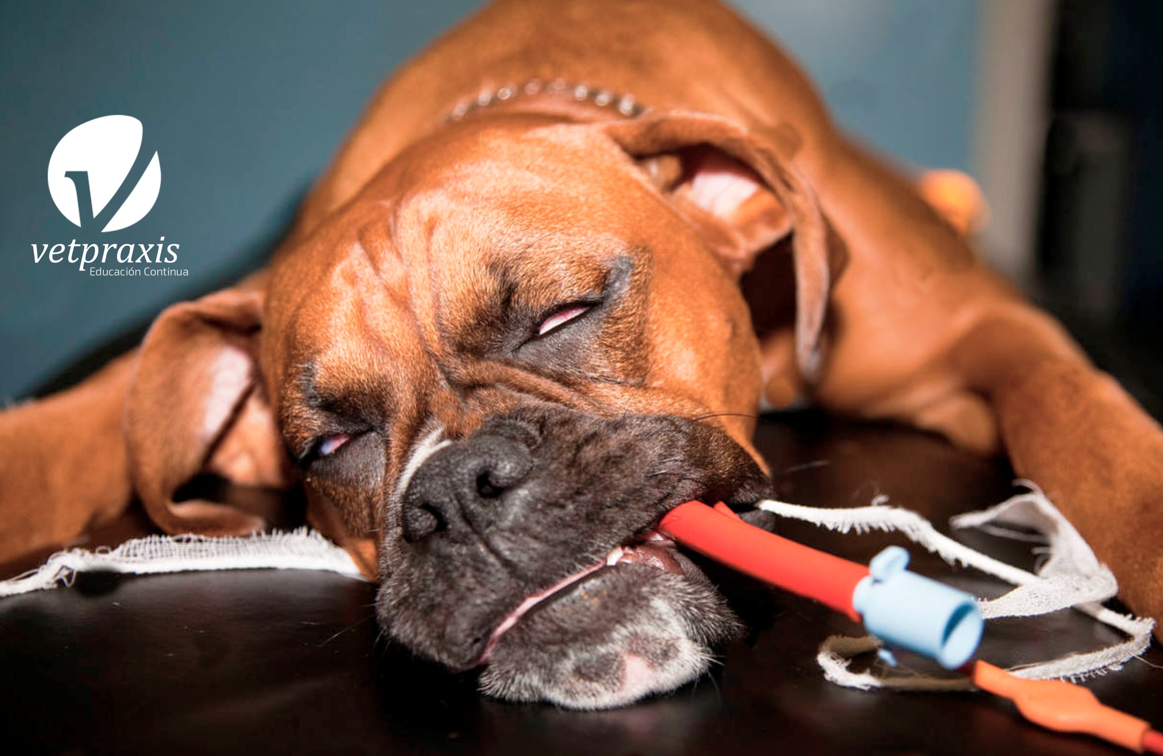 Reto Veterinario: Anestesia en sala de operaciones