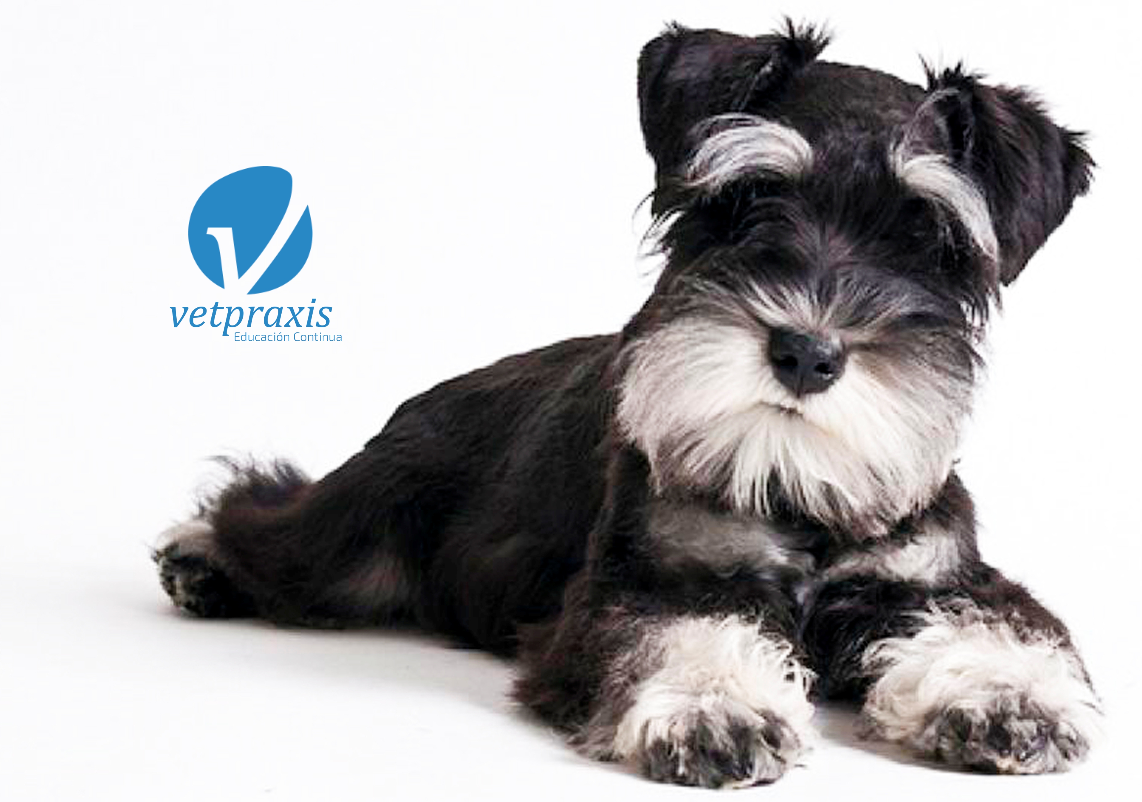 Reto Veterinario: Schnauzer con vómitos