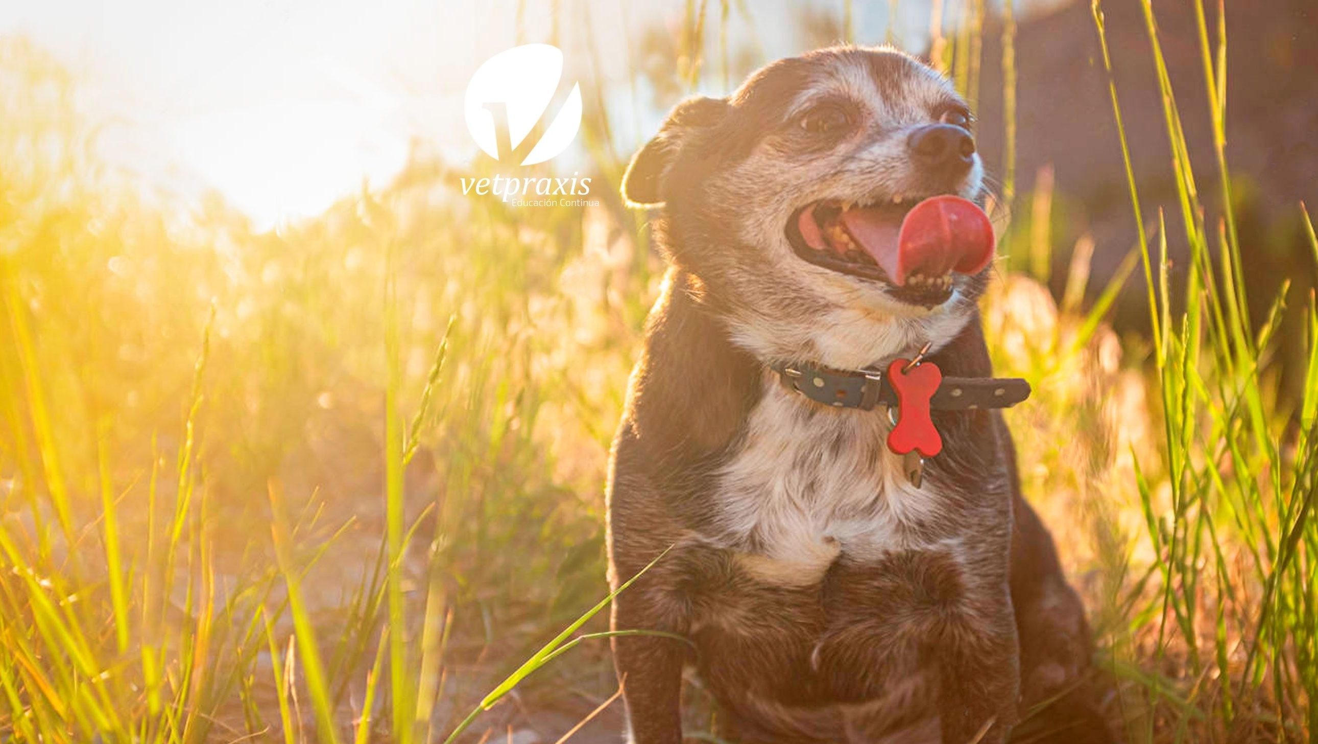 Reto Veterinario: Perro mestizo con grado moderado de obesidad