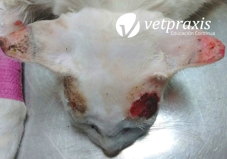 Reto Veterinario: Felino con lesiones cutáneas ulceradas